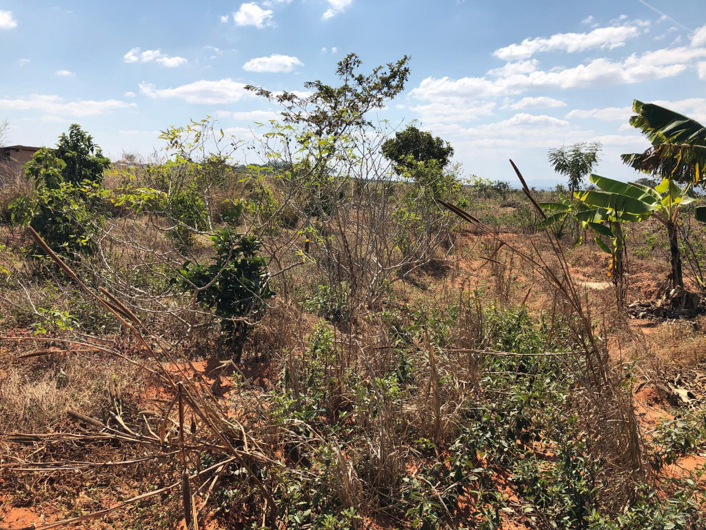 Dense ground cover with grasses and crops in area growing trees that supply food